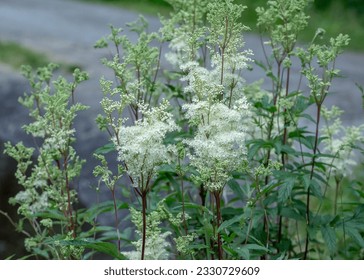 Lots of Filipendula ulmaria, commonly known as meadowsweet or mead wort blossom in the forest.