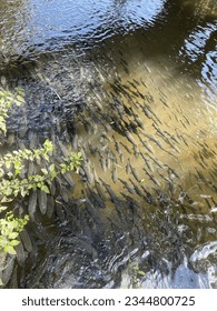 Lots of fish in the stream.
