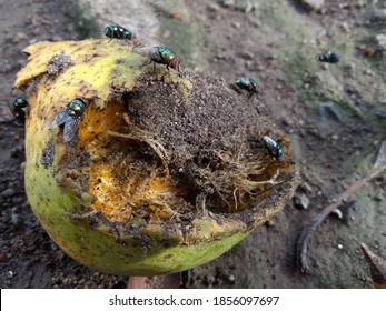 1,242 Rotten Mango Images, Stock Photos & Vectors | Shutterstock