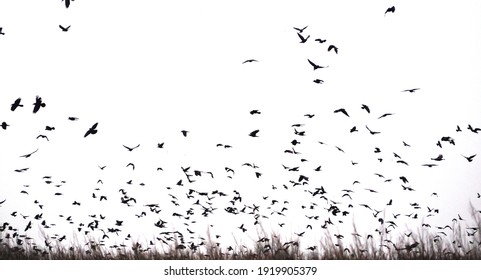 Lots of flying birds, crows above grass, black and white photo