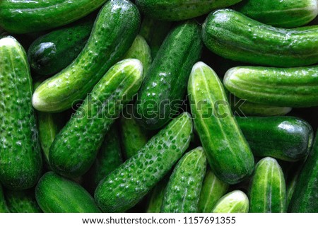 Similar – It’s pickling cucumber time again / washed pickled cucumbers