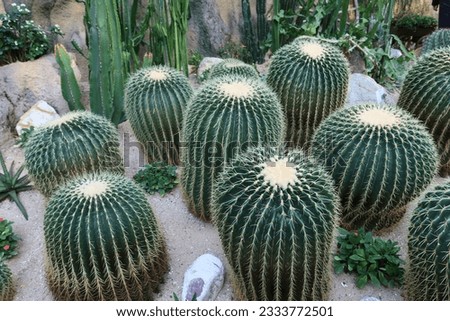 Lots of green cactus in a greenhouse garden 