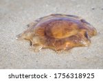 Lots of lions mane jellyfish found at the beach of Monomoy National Wildlife Refuge