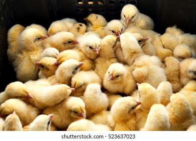 Lots Of Chicks