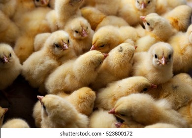 Lots Of Chicks