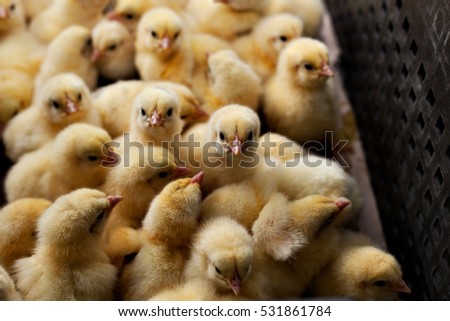 lots of little chicks in a box at the agricultural farm  