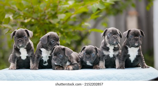 Lots Of Little French Bulldog Puppies