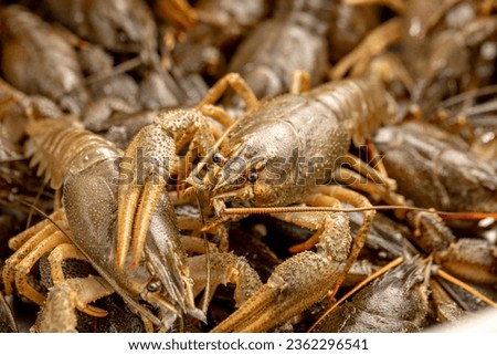Lots of live crayfish caught for further cooking. Crayfish close-up. Delicacy and beer snack. Freshwater crayfish without water
