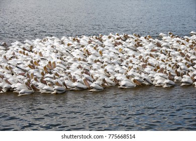 Lots Of Migrating Pelicans At University Lake By LSU, Baton Rouge, Louisiana, USA