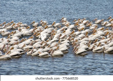 Lots Of Migrating Pelicans At University Lake By LSU, Baton Rouge, Louisiana, USA