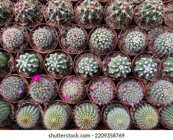 Lots Of Mini Cactus Plants For Sale In A Garden Center