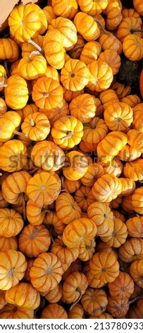 Lots of mini orange pumpkins