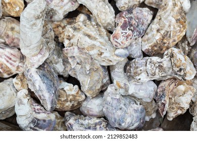A Lots Of  Of Oyster Shell Texture.