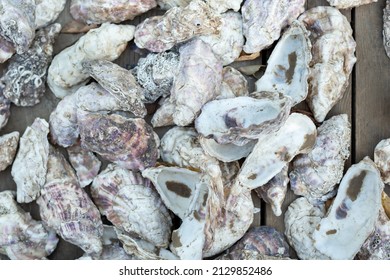 A Lots Of  Of Oyster Shell Texture.