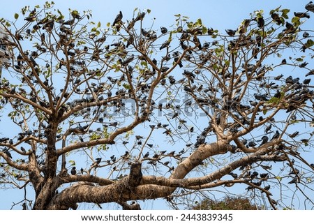 Lots of Pigeons on the tree branches near Gateway, India. The crown of a deciduous tree against a blue sky background. There are many pigeons, a large flock of birds sitting on the branches