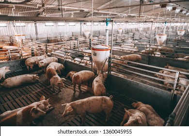 Lots of pigs in animal shed eating, standing and lying. Meat industry concept.