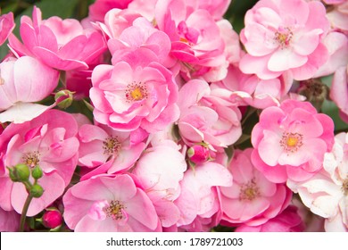 Lots of pink flowers. Beautiful Roses Background