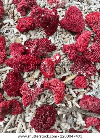Lots of pretty red corals on the Pink Beach or Pantai Merah