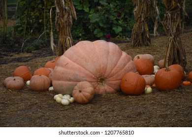 Lots and lots of pumpkins