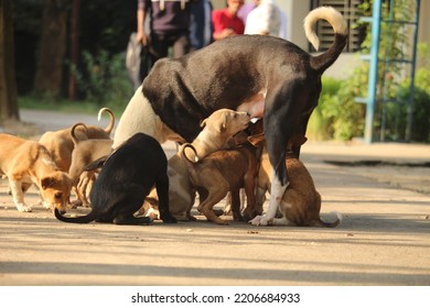 Lots Of Puppies And A Dog  In Dhaka, Bangladesh