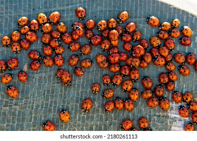 Lots of red ladybugs swarming at sunset. Ladybirds macro close up. Insects wildlife and nature concept