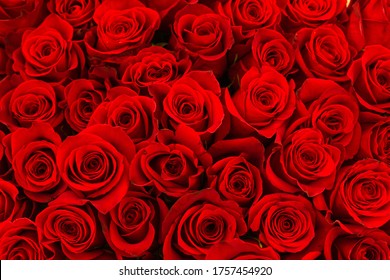 A Lots Of Red Natural Amazing Roses For Background