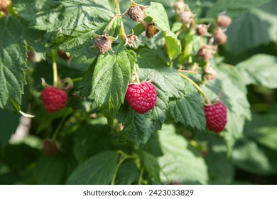 Lots of red ripe raspberries on a bush. Close up of fresh organic berries with green leaves on raspberry cane. Summer garden in village. Growing berries harvest at farm.

