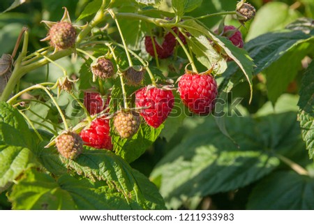 Similar – Image, Stock Photo Raspberry bush in the the farm