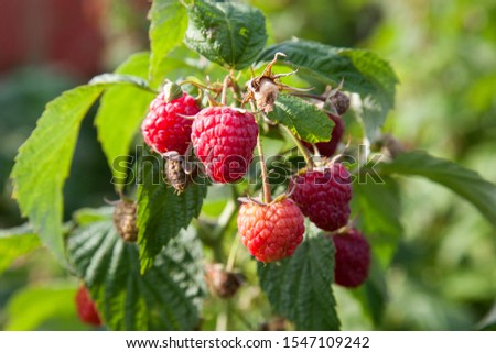 Similar – Foto Bild rote reife Himbeeren und grüne Blätter