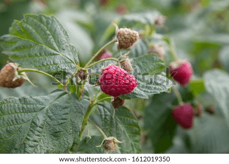 Similar – Foto Bild rote reife Himbeeren und grüne Blätter