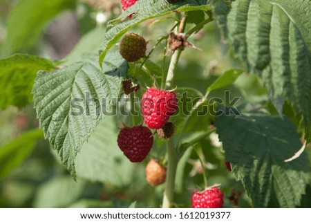 Similar – Foto Bild rote reife Himbeeren und grüne Blätter