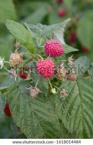 Similar – Foto Bild rote reife Himbeeren und grüne Blätter