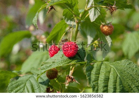 Similar – Foto Bild rote reife Himbeeren und grüne Blätter