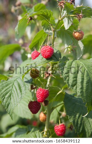 Similar – Foto Bild rote reife Himbeeren und grüne Blätter