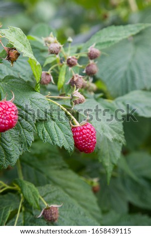 Similar – Foto Bild rote reife Himbeeren und grüne Blätter