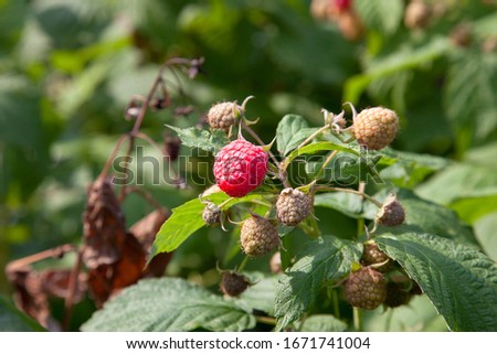 Similar – Foto Bild rote reife Himbeeren und grüne Blätter