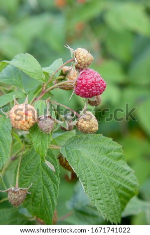 Similar – Foto Bild rote reife Himbeeren und grüne Blätter