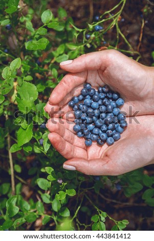 Similar – Foto Bild Kulturheidelbeeren im Garten