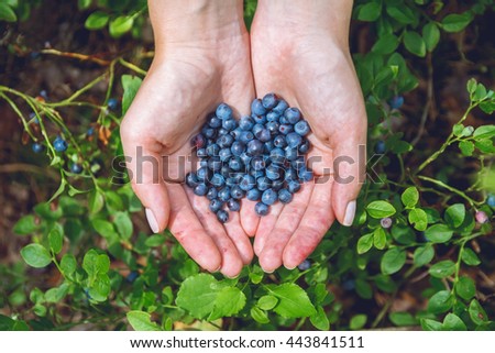 Similar – Foto Bild Kulturheidelbeeren im Garten