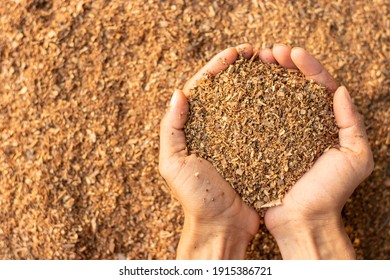 Lots Of Sawdust Or Wood Chips In A Man's Hand.