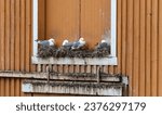 Lots of seagull nests on the side of the building. Harbour buildings in Lofoten area in Norway with tons of sea birds nesting on them. Wooden boat shed with birds