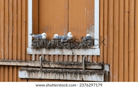 Lots of seagull nests on the side of the building. Harbour buildings in Lofoten area in Norway with tons of sea birds nesting on them. Wooden boat shed with birds' nests on the sides