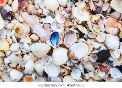 13 Cockles denmark Images, Stock Photos & Vectors | Shutterstock