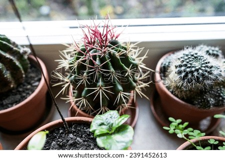 Lots of small cacti and succulents by the window.