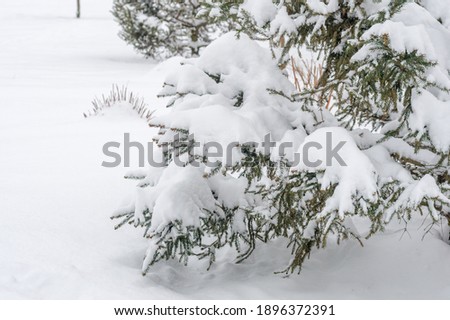 Lots of snow on coniferous branches.