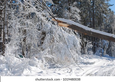 Lots Of Snow And Tree Damage Cause By A Blizzard 