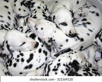 Lots Of Spots, Dalmation Dogs Lying Together.