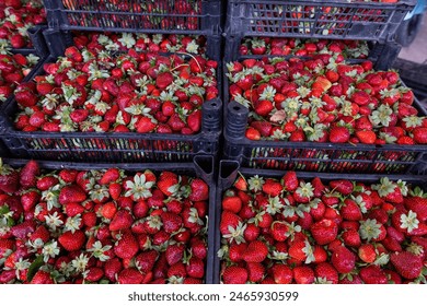 Lots of strawberries, fresh strawberries for sale. Strawberry in market close up.Colorful fruits, red strawberry. - Powered by Shutterstock