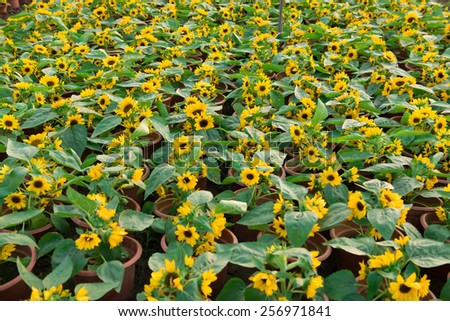 lots of sunflower in field