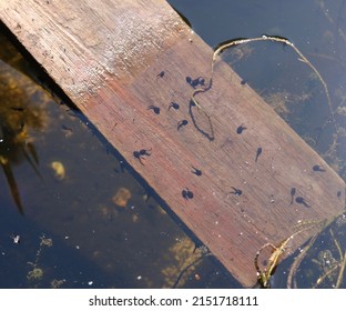 Lots of tadpoles on wooden plank enabling exit from pond - Shutterstock ID 2151718111